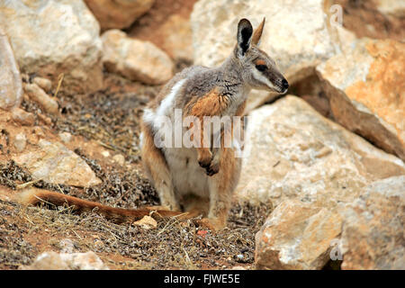 Gelb-footed Rock Wallaby, Australien / (Petrogale Xanthopus) Stockfoto