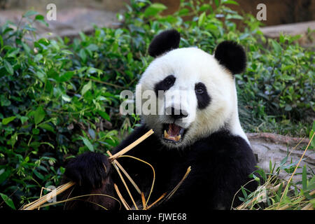 Giant Panda, Asien / (Ailuropoda Melanoleuca) Stockfoto