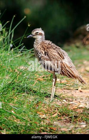 Bush Stein Brachvogel, Erwachsener, Australien / (Burhinus Grallarius) Stockfoto