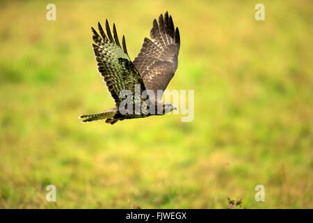 Mäusebussard, Erwachsenen fliegen, Eifel, Deutschland, Europa / (Buteo Buteo) Stockfoto