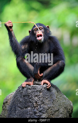 Schimpansen, Halbwüchsige, Afrika / (Pan Troglodytes) Stockfoto