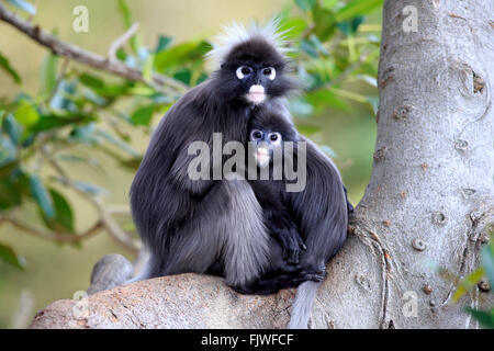 Altrosa Leaf Monkey, Weibchen mit jungen, Asien / (Trachypithecus Obscurus) Stockfoto