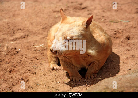 Südlichen Hairy-nosed Wombat, Erwachsener, South Australia, Australien / (Lasiorhinus Latifrons) Stockfoto