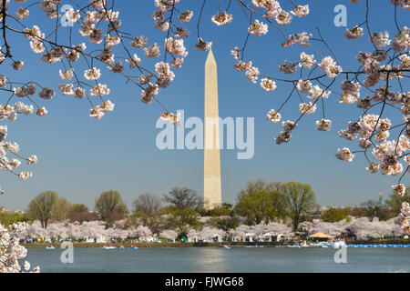 Washington Monument und Kirsche blüht im Frühling - Washington DC USA Stockfoto