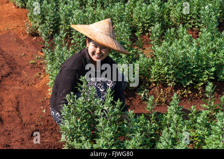 Burmesische Frau arbeitet auf einer Plantage geschminkt traditionelle Thanaka aus Rinde hergestellt. Stockfoto