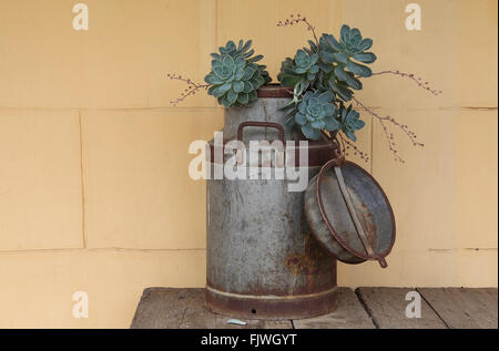 Sukkulenten wachsen aus einer alten Milchkanne vor einem Haus in der Karoo Stadt Cradock in der Eastern Cape of South Africa Stockfoto