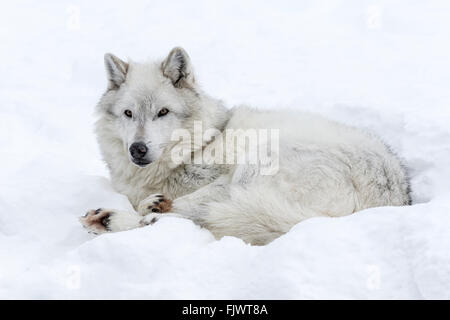 Grauer Wolf Stockfoto