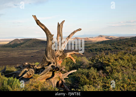 ID00485-00... IDAHO - Überreste eines alten Baumes auf dem Gipfel des Inferno-Kegel im Krater des Moon National Monument and Preserve. Stockfoto