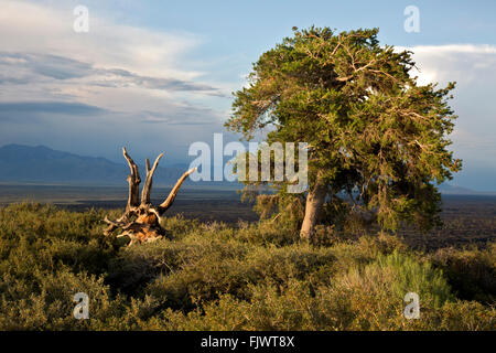 ID00487-00... IDAHO - Abend auf dem Gipfel des Inferno-Kegel im Krater des Moon National Monument and Preserve. Stockfoto