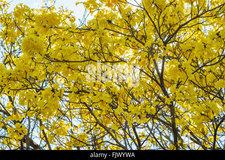 Baum gelb im Sommer, Thailand, Asien. Stockfoto