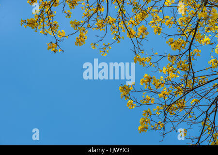 Baum gelb im Sommer, Thailand, Asien. Stockfoto