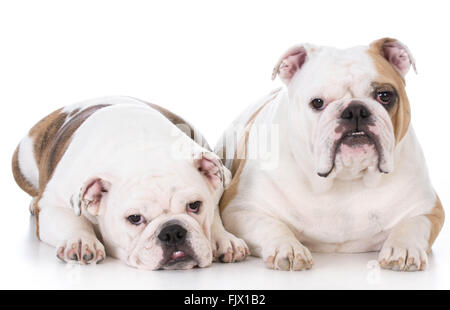 Mutter und Tochter englische Bulldogge Verlegung auf weißem Hintergrund Stockfoto