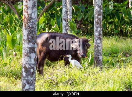 Kuh und Reiher Vogel In Kerala Indien Stockfoto