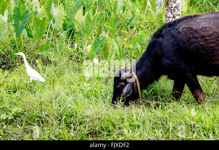 Kuh und Reiher Vogel In Kerala Indien Stockfoto