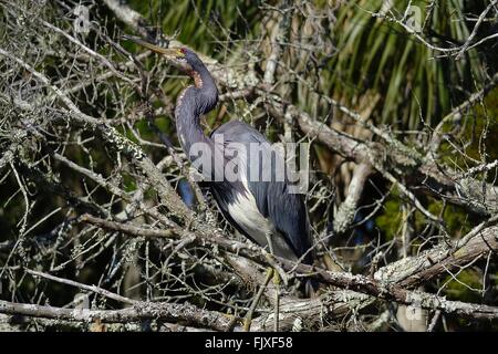 Dreifarbigen Reiher, Egretta Tricolor, Louisiana Reiher Stockfoto