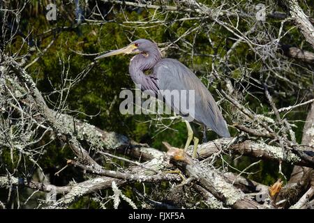 Dreifarbigen Reiher, Egretta Tricolor, Louisiana Reiher Stockfoto