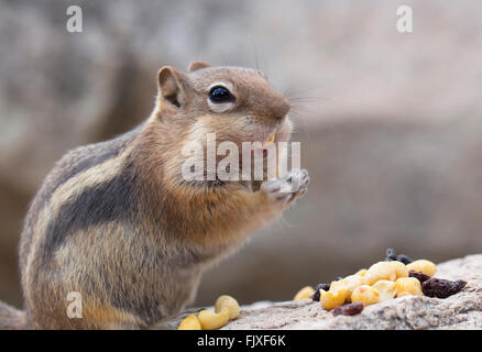 Streifenhörnchen Eating Muttern Stockfoto