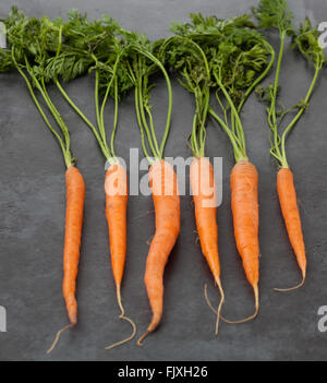 Sechs holländische süße Karotten auf dunklen strukturierten Stein Hintergrund. Geringe Schärfentiefe. Stockfoto