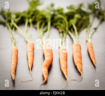 Sechs holländische süße Karotten auf hell strukturierten Stein Hintergrund. Geringe Schärfentiefe. Stockfoto