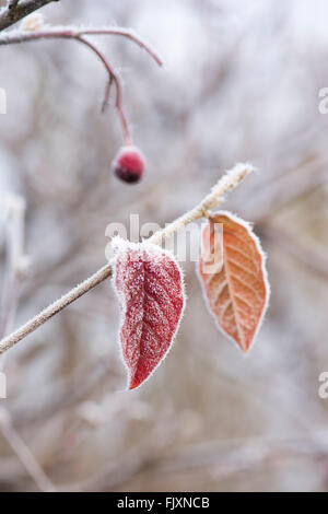 Zwergmispel Lacteus. Späten Zwergmispel Blätter mit roten Beeren bedeckt in Frost im Dezember Stockfoto