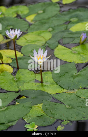 Nymphaea X daubenyana. Tag-blühenden tropischen Seerose in Oxford botanischen Gärten. Oxford, England Stockfoto