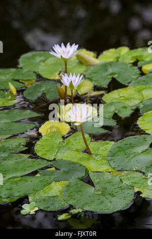 Nymphaea X daubenyana. Tag-blühenden tropischen Seerose in Oxford botanischen Gärten. Oxford, England Stockfoto