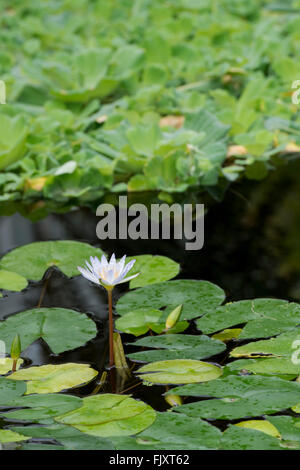 Nymphaea X daubenyana. Tag-blühenden tropischen Seerose in Oxford botanischen Gärten. Oxford, England Stockfoto