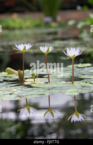 Nymphaea X daubenyana. Tag-blühenden tropischen Seerose in Oxford botanischen Gärten. Oxford, England Stockfoto