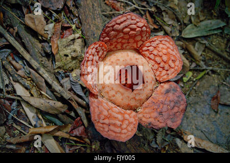 Rafflesia hat die größte Blume der Welt. Temenggor See, Belum Stockfoto