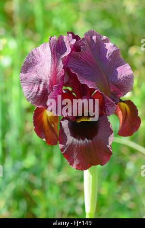 Iris wilde Blume, Iris atropurpurea Stockfoto
