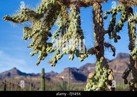 Nahaufnahme von fleischigen, grünen Früchte aus den hängenden Kette Cholla / jumping Cholla (Cylindropuntia Fulgida / Opuntia Fulgida), USA Stockfoto