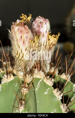 Nahaufnahme der Blüte eines Astrophytum Ornatum Kaktus, bekannt als Bischofsmütze Stockfoto