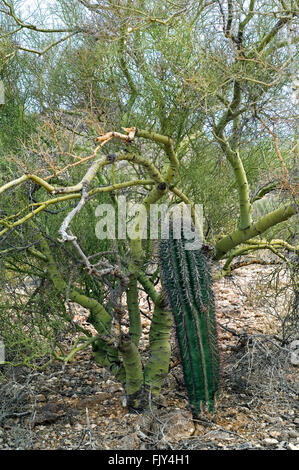 Saguaro-Kaktus wächst durch Zweige der Foothill Palo Verde, die als Krankenschwester Baum indem Sie Schatten und Schutz, Arizona Stockfoto