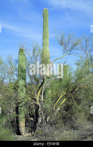Saguaro-Kakteen wachsen durch Zweige der Foothill Palo Verde, die als Krankenschwester Baum indem Sie Schatten und Schutz, Arizona Stockfoto