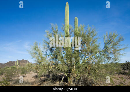 Saguaro-Kakteen wachsen durch Zweige der Foothill Palo Verde, die als Krankenschwester Baum indem Sie Schatten und Schutz, Arizona Stockfoto