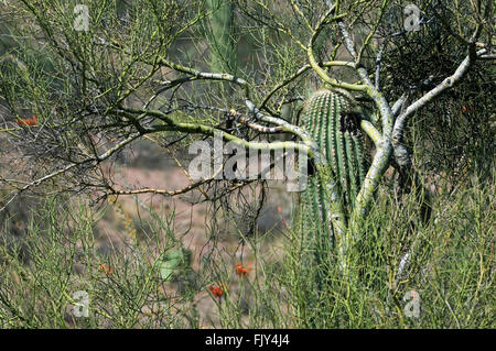 Saguaro-Kaktus wächst durch Zweige der Foothill Palo Verde, die als Krankenschwester Baum indem Sie Schatten und Schutz, Arizona Stockfoto
