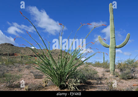 Ocotillo / Abschreckung / Candlewood (Fouquieria Splendens / Fouquieria Spinosa) in voller Blüte und Saguaro Kaktus (Carnegiea Gigantea) Stockfoto