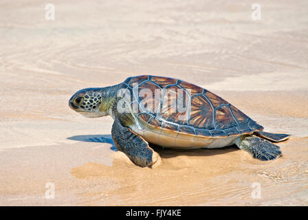 Grüne Meeresschildkröte, Chelonia Mydas, zurück zum Meer Stockfoto