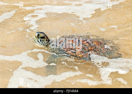 Grüne Meeresschildkröte, Chelonia Mydas, Atem Stockfoto