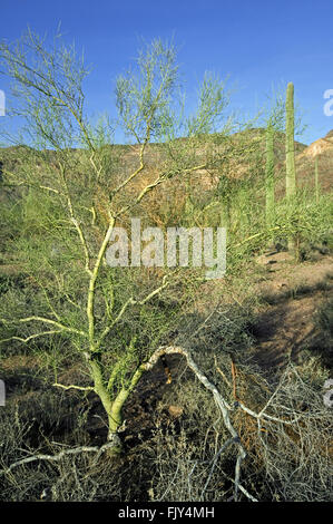 Foothill Palo Verde / gelb Paloverde (Parkinsonia Microphylla / Cercidium Microphyllum) zeigt glatte grüne Rinde, Arizona, USA Stockfoto