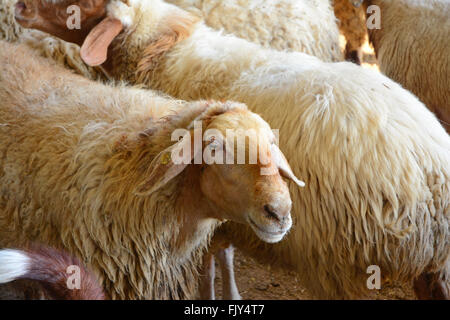 Schafe in einer Herde Stockfoto