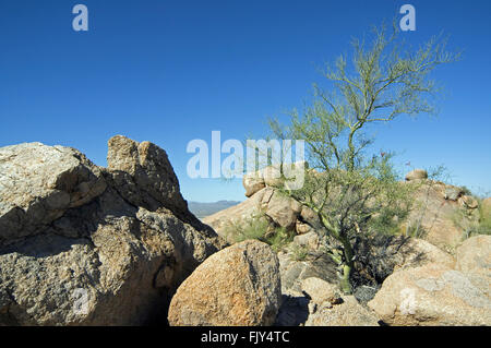 Foothill Palo Verde / gelb Paloverde (Parkinsonia Microphylla / Cercidium Microphyllum) zeigt glatte grüne Rinde, Arizona, USA Stockfoto