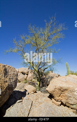 Foothill Palo Verde / gelb Paloverde (Parkinsonia Microphylla / Cercidium Microphyllum) zeigt glatte grüne Rinde, Arizona, USA Stockfoto