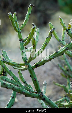 Bleistift Cholla / Chollita / Schildlaus (Cylindropuntia Arbuscula / Opuntia Arbuscula), Sonora-Wüste, Arizona, USA Stockfoto