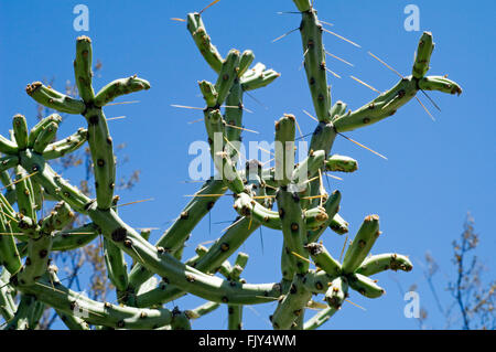 Bleistift Cholla / Chollita / Schildlaus (Cylindropuntia Arbuscula / Opuntia Arbuscula), Sonora-Wüste, Arizona, USA Stockfoto