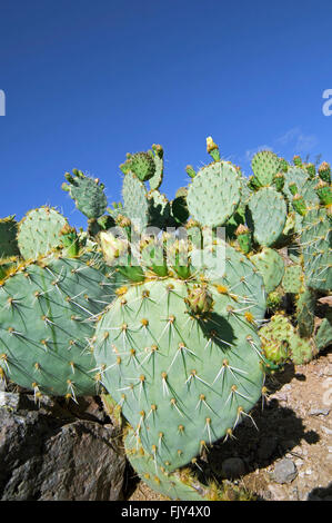 Engelmann-Feigenkaktus / Kuhmilch Zunge Kaktus (Opuntia Engelmannii) in Blüte im Frühjahr, Sonoran Wüste, Arizona, USA Stockfoto