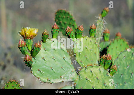 Engelmann-Feigenkaktus / Kuhmilch Zunge Kaktus (Opuntia Engelmannii) pads in Blüte im Frühjahr, Sonoran Wüste, Arizona, USA Stockfoto