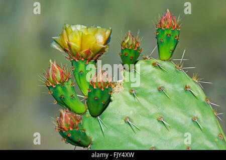Engelmann-Feigenkaktus / Kuhmilch Zunge Kaktus (Opuntia Engelmannii) Nahaufnahme der Blüte und Knospen im Frühjahr, Sonora-Wüste, USA Stockfoto
