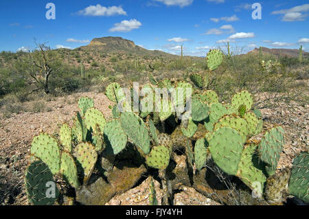 Engelmann-Feigenkaktus / Kuhmilch Zunge Kaktus (Opuntia Engelmannii) im Organ Pipe Cactus National Monument, Arizona, USA Stockfoto