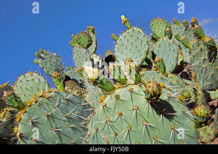 Engelmann-Feigenkaktus / Kuhmilch Zunge Kaktus / Texas Feigenkaktus (Opuntia Engelmannii) im Frühjahr, Sonora-Wüste, Arizona, USA Stockfoto